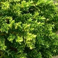Idéal pour votre jardin:Hebe Green Globe - Le pot de 10.5 cm
