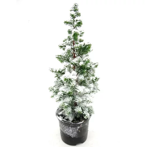 Pour vos aménagements extérieurs：Chamaecyparis Top Point Givre - Le pot de 10, 5 cm