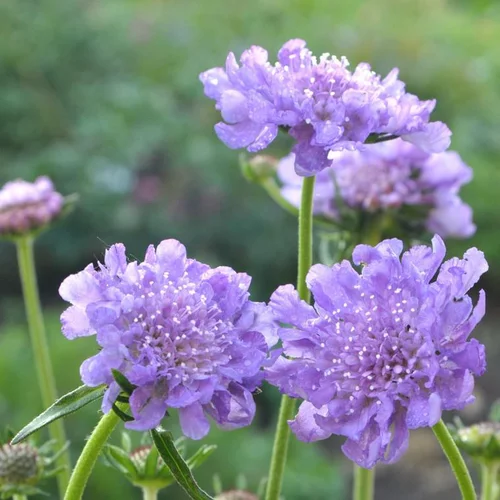 Simple pour le jardin：Scabieuse butterfly bleue en pot de 2 L
