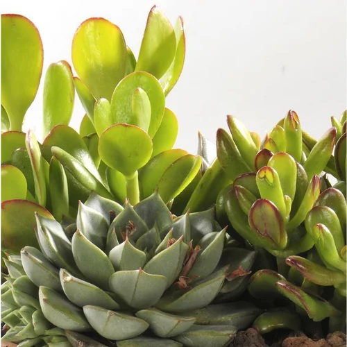 Idée pratique：Thème Désert - La jardinière de 40 cm