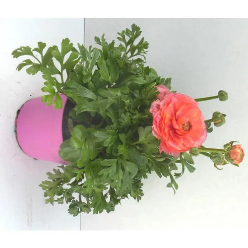 Sélection jardin：Renoncule à fleurs doubles - Le pot de 2,5 litres