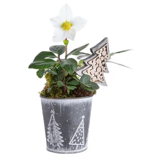 Utile jardin：Composition de Noël hellebore multicolore pot en zinc sapins gris