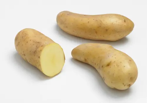 Pour votre projet：Sachet de pommes de terre ratte calibre 25/32 Clisson - 1,5 kg