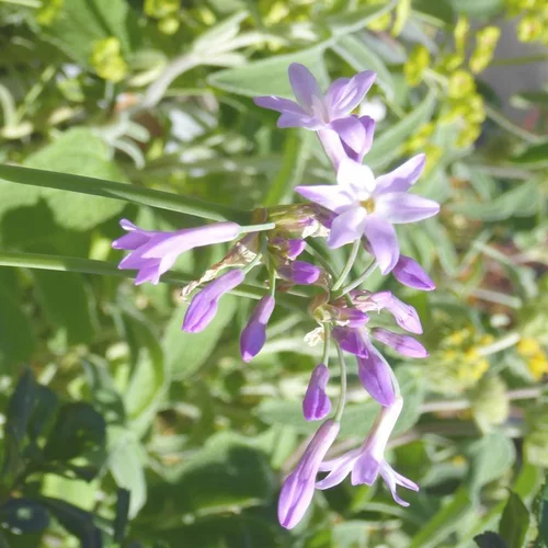 Pratique pour l’extérieur:Tulbaghia Violacea Savannah Lightning - Le pot de 1 litre