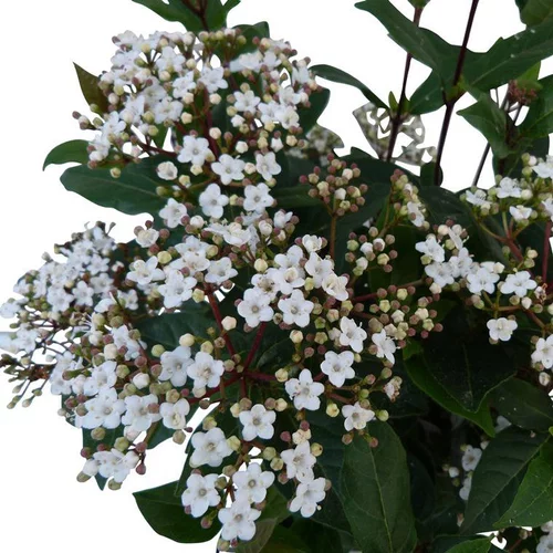 Jardin & confort:Viburnum Tinus Spirit® (Laurier Tin) 30/40 en pot de 3 L blanc