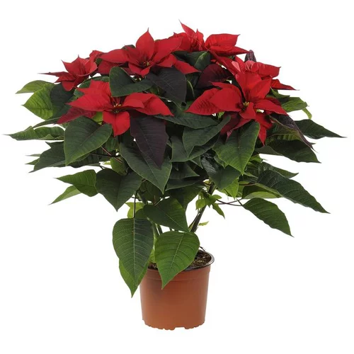 Extérieur durable：Poinsettia rouge en pot Ø 16 cm