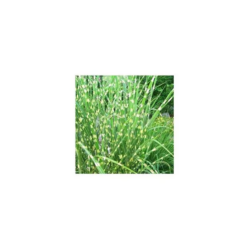 Un essentiel du jardin:Miscanthus Sinensis Gold Breeze - Le pot de 3 litres