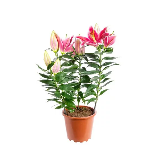 Maison et jardin：Lys After Eight 4 PP 70 cm. Le pot de 19 cm