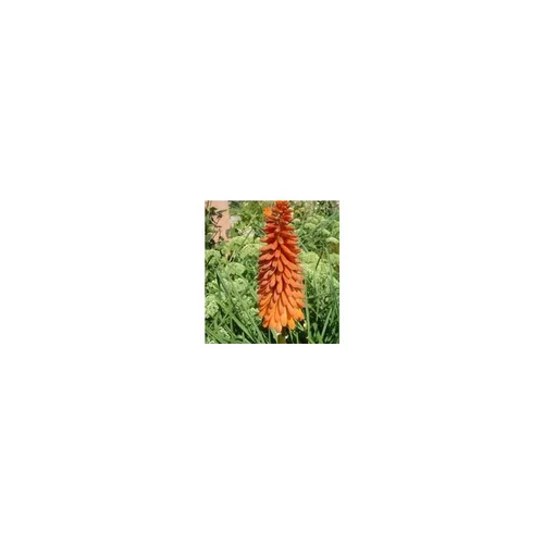Jardin pour tous:Kniphofia - Le pot de 1 litre