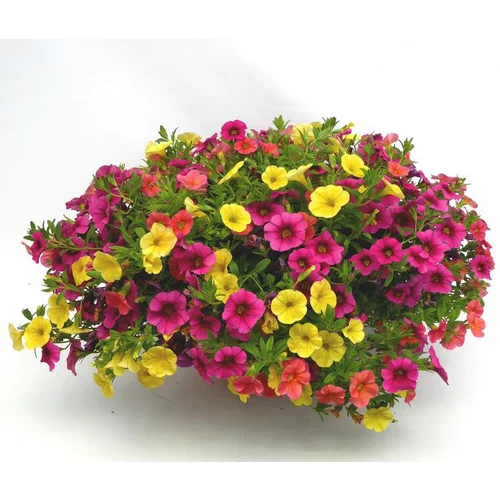 Pour faciliter la vie dehors：Calibrachoa ou mini Pétunia à fleurs multicolores - La coupe Ø 25 cm