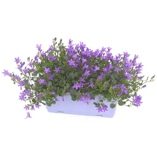 Choix extérieur：Campanule à fleurs coloris bleu. La jardinière de 25 cm