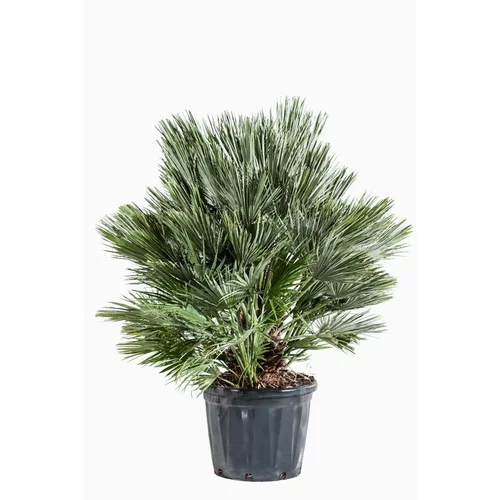Idée simple：Chamaerops Humilis Compacta (Palmier nain) 100/125 en pot de 30 L vert