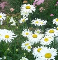 Pour les espaces verts：Grande marguerite - Le pot de 2 litres