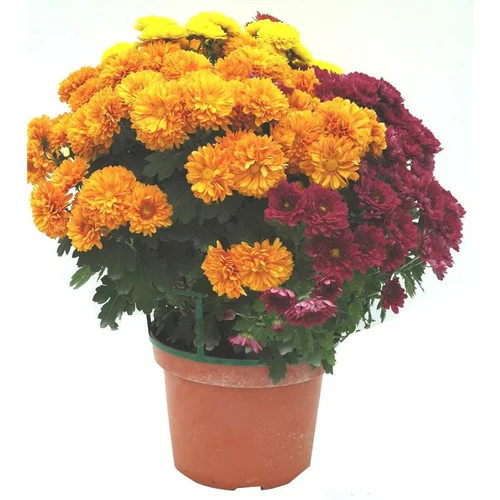 Idéal pour l’extérieur：Chrysanthème multifleurs - Le pot de 24 x 24 cm