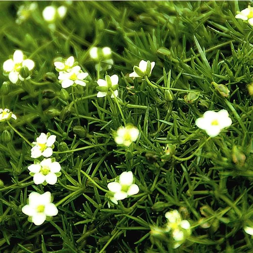 Idée extérieure:Sagina Subulata - Le pot de 1 litre
