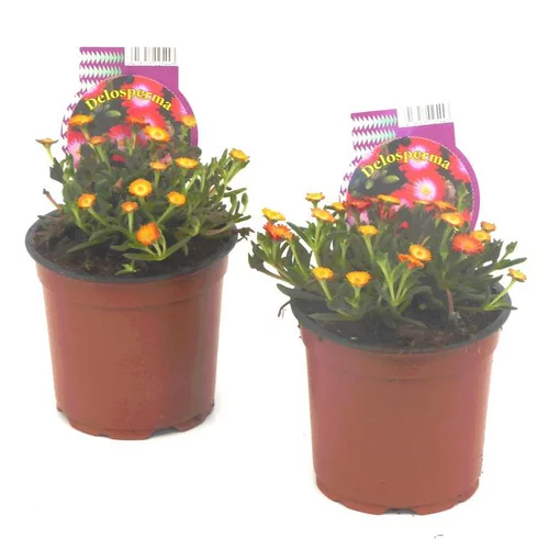 Choix malin:Delosperma Vivace - Le pot de 1 litre