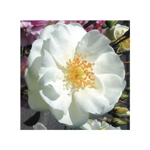 Pour vos jardins：Rosier opalia blanc avec pot bleu de 5 L
