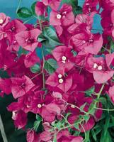 Jardin et plaisir：Bougainvillier Varié Tige – 180 cm