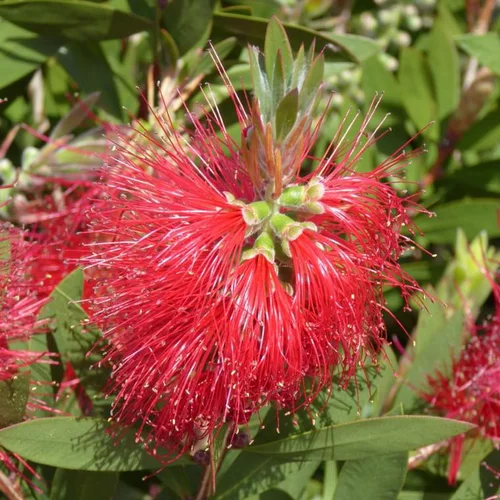 Nature maison:Callistemon Laevis 60/80. Le pot de 12 litres