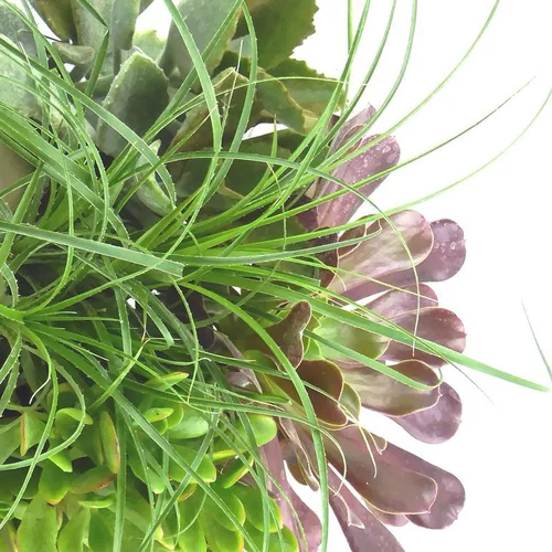 Choix jardin：Succulentes - Le pot de 12 cm