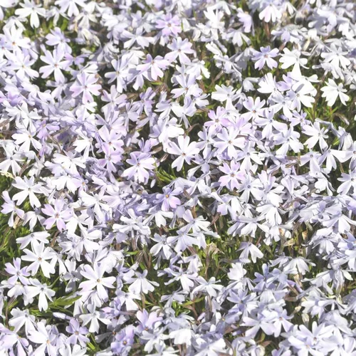 Essentiel pratique:Phlox nain emerald cushion bleu en pot de 2 L