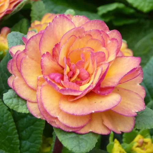 Qualité jardin:Primevère double - Le pot de 1 litre
