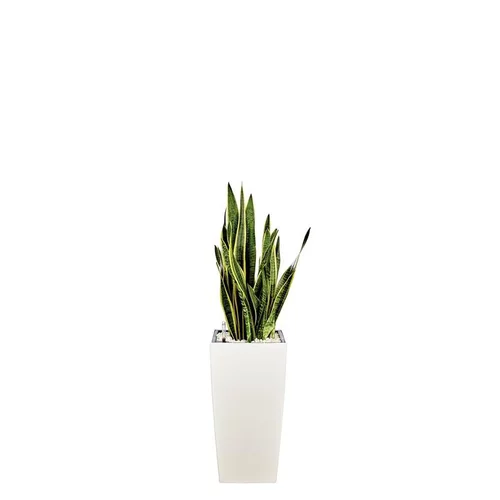 Qualité au jardin:Sansevieria laurentii et son pot Cubico premium Ø 30 blanc