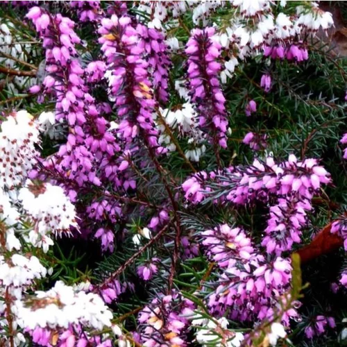 Adapté à vos extérieurs：Bruyère Erica Carnea rose. Le pot de 5 litres