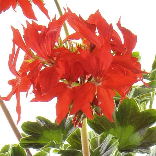 Pour mieux organiser votre jardin:Géranium Zonal à fleurs étoilées multicolores - Le pot de 1 litre