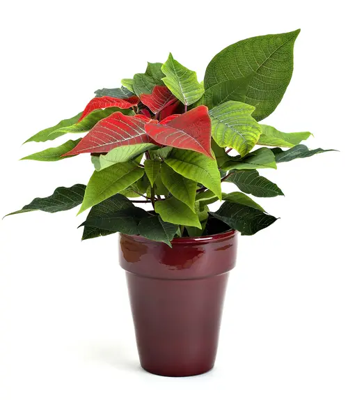 Pour créer votre espace extérieur：Poinsettia Baby rouge avec cache pot. Le pot de Ø 6 cm
