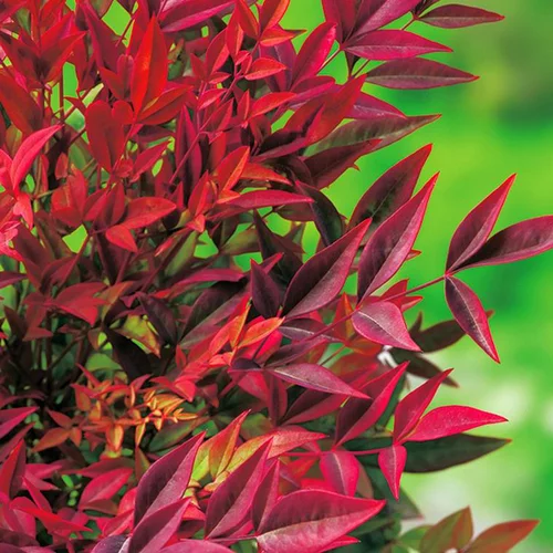Espace vert pratique：Nandina Domestica Gulf Stream (Bambou sacré) en pot de 5 L rouge
