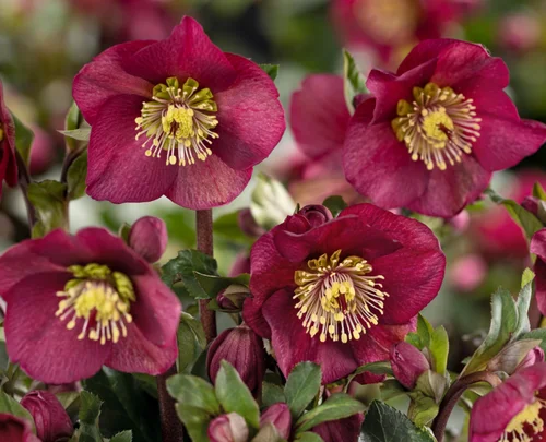 Pour votre jardin：Hellébore hgc® ice n'roses® benotta. Le pot de 2 litres.