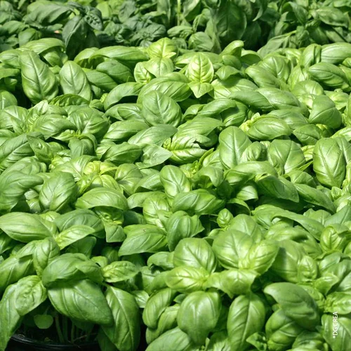 Pour tous vos besoins extérieurs:Basilic A Grandes Feuilles Genovese Bio. La motte de 4x4 cm