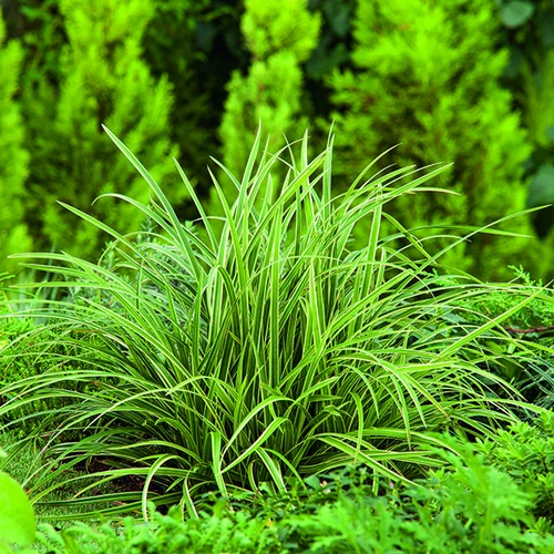Utile pour l’extérieur:Carex Morrowii Ice Dance vert botanic®. Le pot de 1 litre