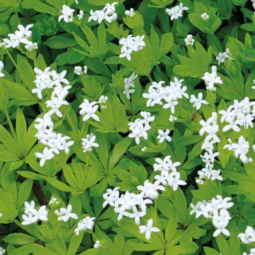 Extérieur loisirs：Galium Odoratum - Le pot de 9 x 9 cm