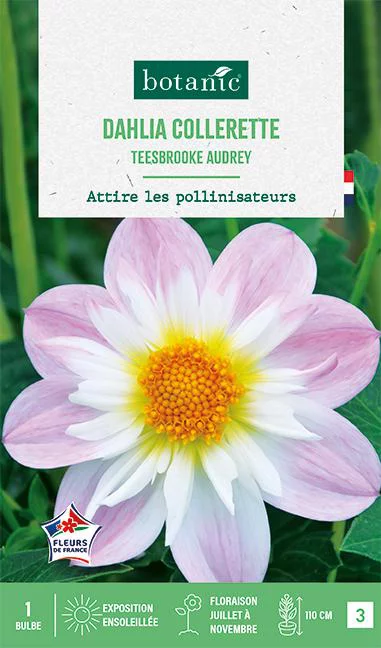 Vie extérieure:Bulbe de fleurs Dalhia collerette Teesbrooke Audrey botanic® - 1 bulbe