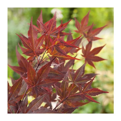 Pour personnaliser vos extérieurs：Erable du Japon (ACER PALMATUM ROUGE ) Le pot de 25 L