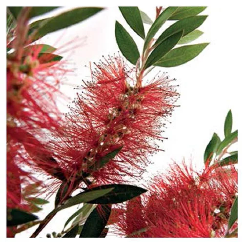 Style nature：Callistemon Laevis en pot de 5 litres