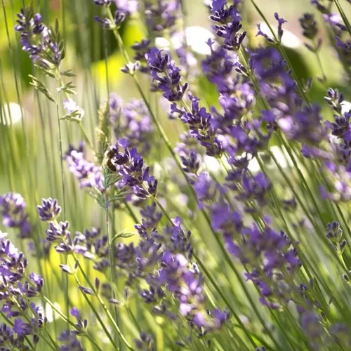 Bien dehors：Lavande. Le pot de 5 litres