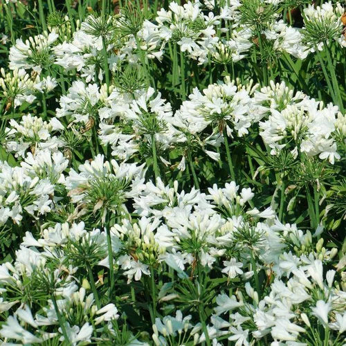 Jardin service:Agapanthe X Ever White Blanc en pot de 4 L