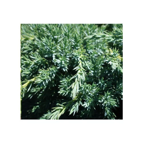 Bien pratique au jardin：Genévrier écailleux Blue Carpet. Le pot de 7,5 litres, 50/60 cm