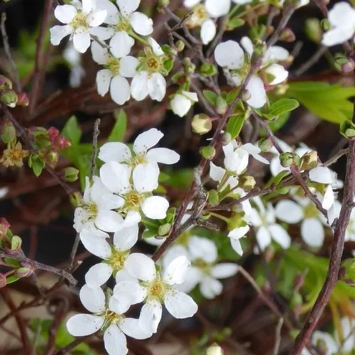 Bien utile au jardin：Pommier à fleurs Everest® blanc. Le pot de 25 litres, 150/175 cm