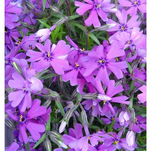 Jardin & nature：Phlox mousse - La barquette de 6 plants
