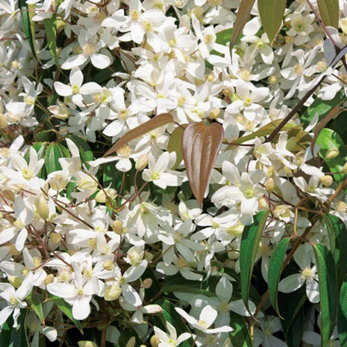 Durable au jardin：CLEMATITE ARMANDII. Le pot de 3 litres