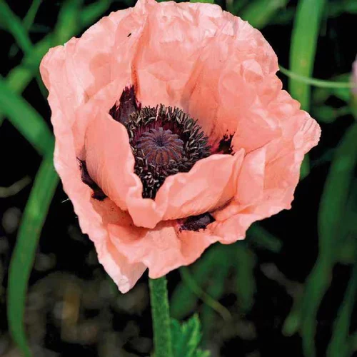 Essentiel au jardin：Pavot D'Orient Rose - Le pot de 9 x 9 cm