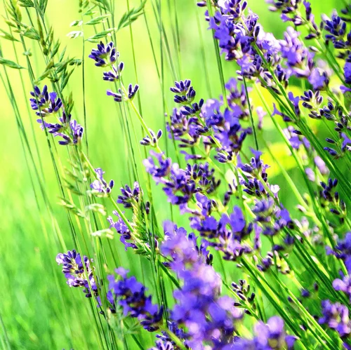 Une sélection pour le jardin：Lavandin Pure Platinum - Le pot de 2 litres