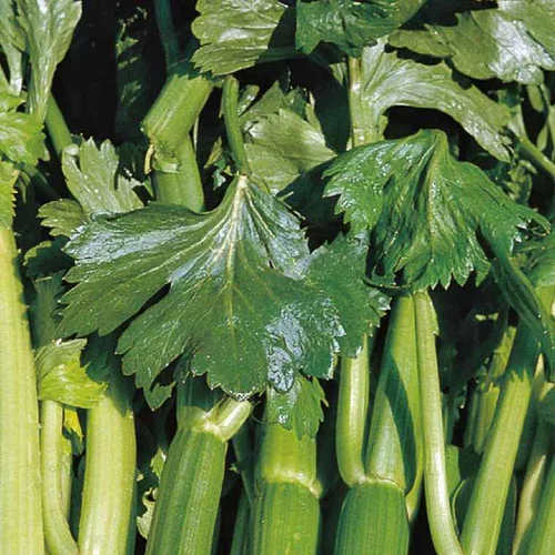 Côté jardin：Celeri Branche Vert Tango Bio. La barquette de 3 plants