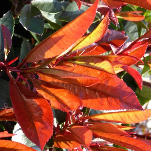 Essentiel au jardin：Photinia Fraseri Red Robin® 80/100 en pot de 7,5 L rouge