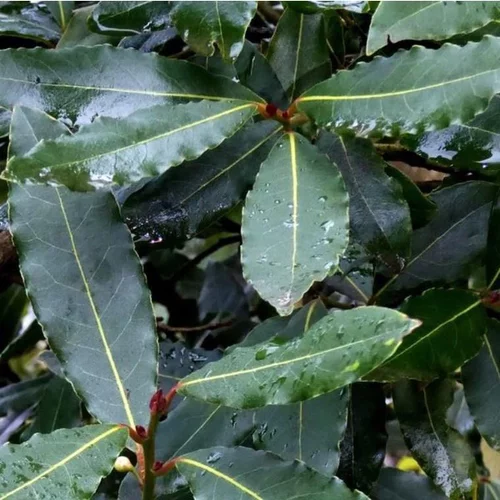 Jardin passion:Laurus Nobilis ou Laurier sauce 180/200 cm en pot de 7 L
