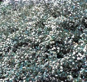 Un choix pratique pour l’extérieur：Cotonéaster Dammeri Skogholmen vert. Le godet